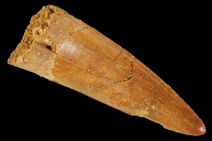 Cretaceous Fossil Crocodile Tooth - Morocco #163820